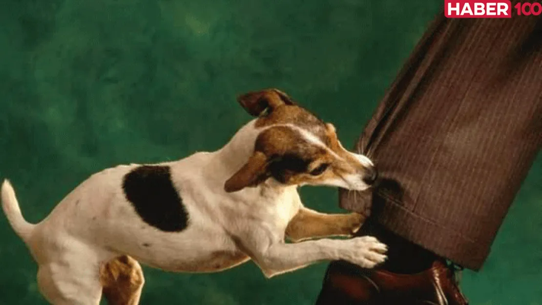 Bacağını Köpek Isırması İslami ve Tarihsel Perspektiflerle Derin Bir Rüya Analizi