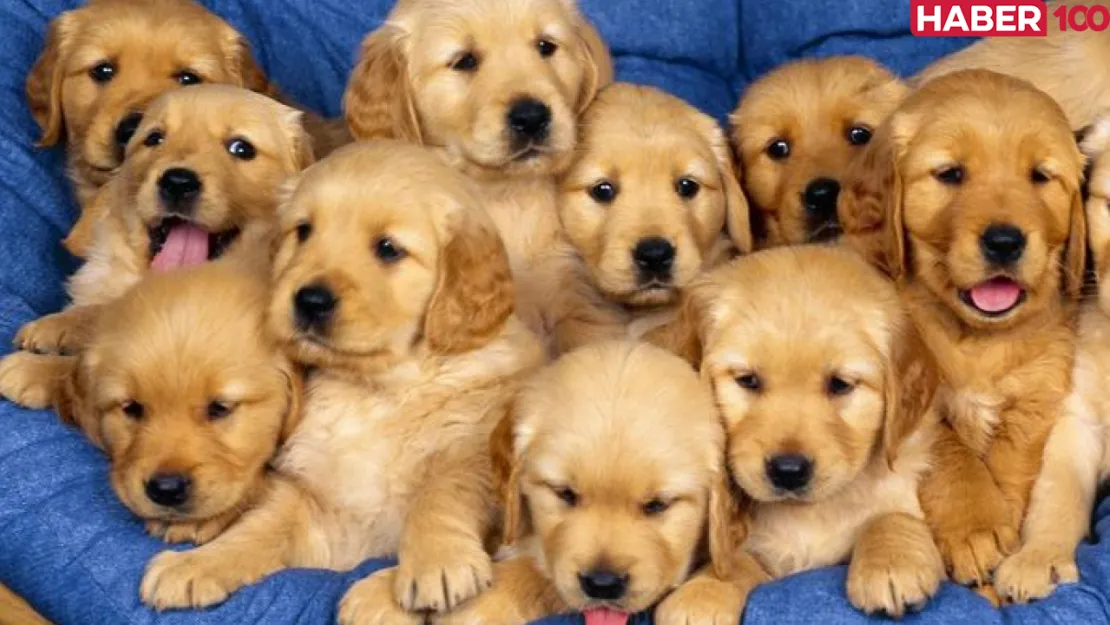 Bir Sürü Köpek Görmek İslami ve Tarihsel Perspektiflerle Derin Bir Rüya Analizi