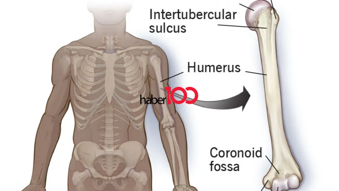 Humerus Kırığı: Kol Kemiklerinin Kırılması ve Tedavi Yöntemleri