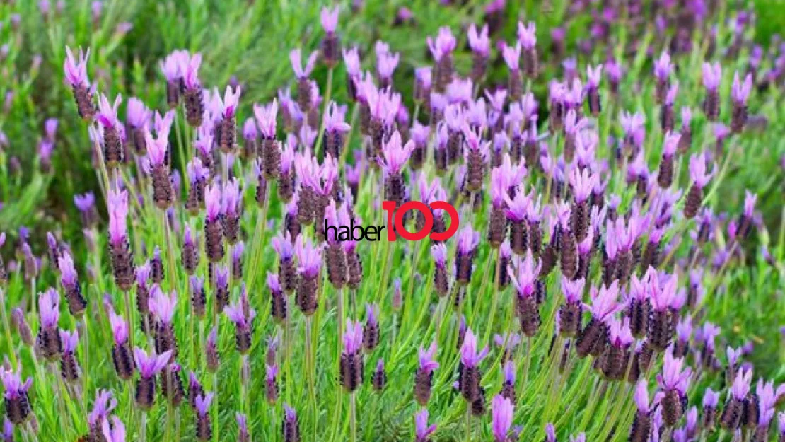 Karabaş Otu: Doğanın Sağlık Deposu