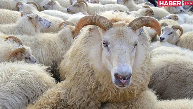 Başkasının Kurbanını Görmek İslami ve Tarihsel Perspektiflerle Derin Bir Rüya Analizi