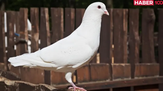 Beyaz Kuş Görmek İslami ve Tarihsel Perspektiflerle Derin Bir Rüya Analizi